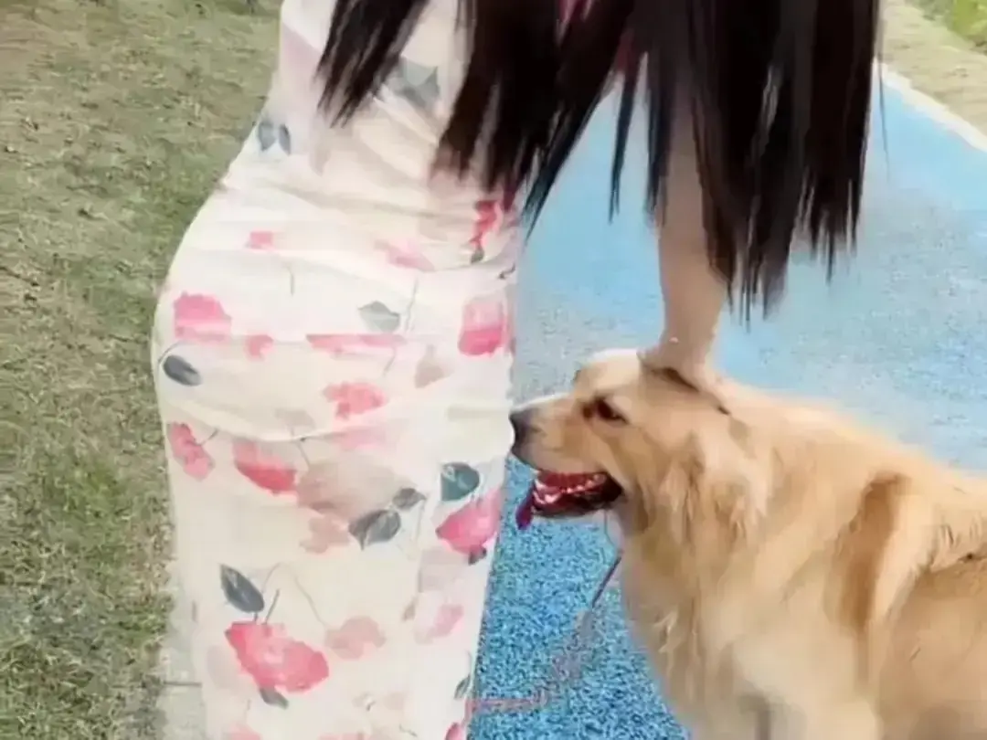 《抖音香香公主与爱犬金毛》完整版在线高清免费观看-高能日常互动直播回放全收录-抖音香香公主与爱犬金毛无广告秒播